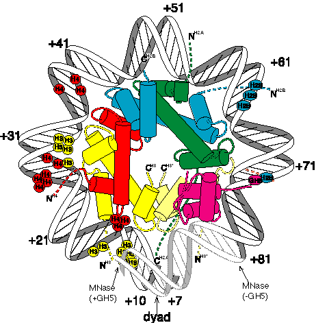 A Science Odyssey You Try It Dna Workshop Pbs - Histone H4 (462x471)