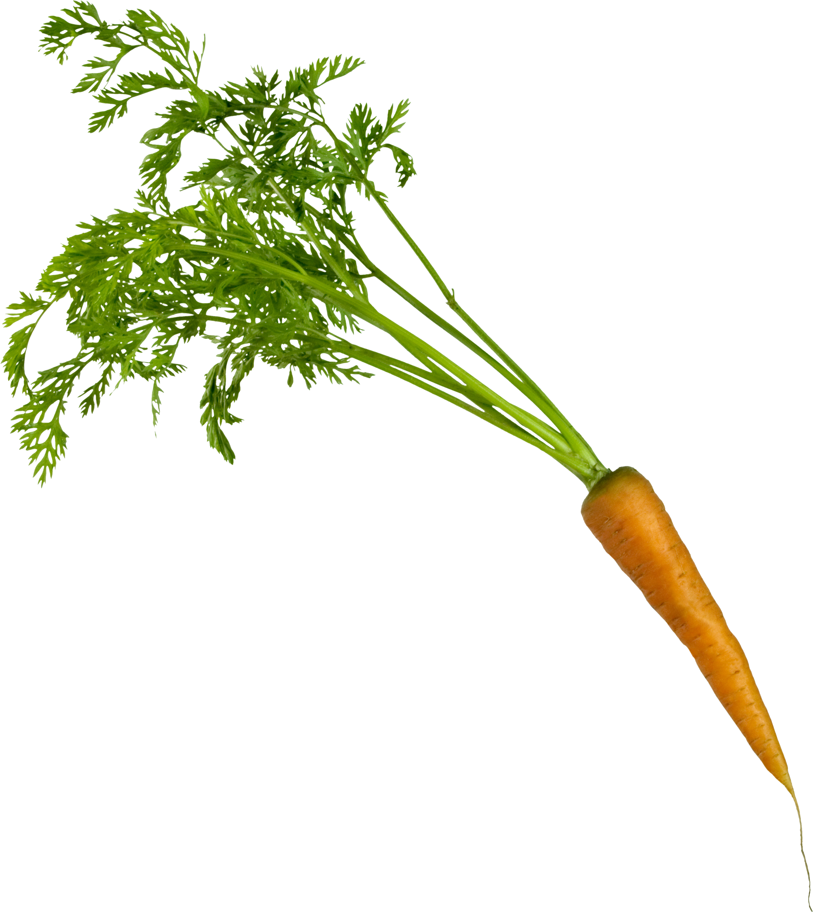 Carrot Png Image - Portable Network Graphics (3178x3564)