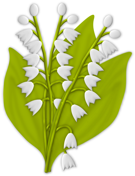 Lily Of The Valley Plant Stem La Boîte À Images Clip - Lily Of The Valley (501x599)