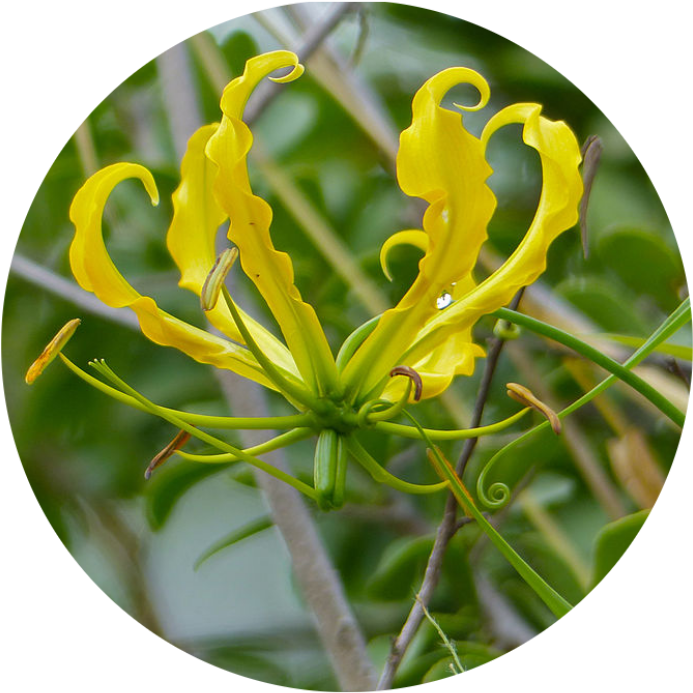 Honeysuckle ஆம்பல் மலர் Flame Lily Vine Plant Stem - Fire Lilies (800x800)