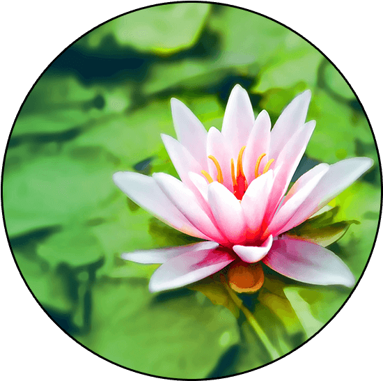 What Is Mindful Meditation - Fiore Di Loto Rilassante (578x570)