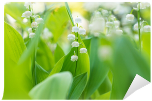 Lily Of The Valley (400x400)