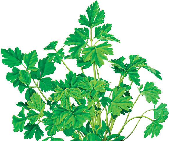 Parsley Png - Alvita - Organic Parsley Tea Caffeine Free - 24 Tea (600x560)