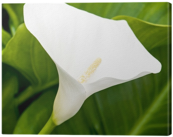 Obraz Na Płótnie Jeden Biały Calla Lily Kwiat W Ogrodzie - Arum (400x400)