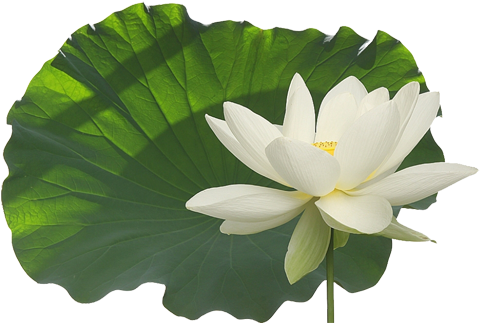 Изображение Для Плейкаста - Sacred Lotus (500x337)