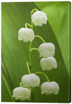 Lily Of The Valley (400x400)