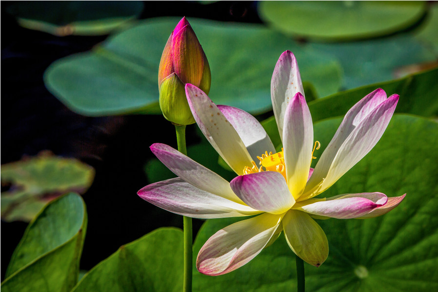 Water Lily Gulfshore Life-edit - Sacred Lotus (1000x1000)