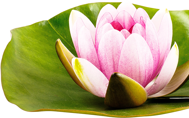 Wasser- Und Uferpflanzen Dürfen Bei Einem Gartenreich - Sacred Lotus (722x497)