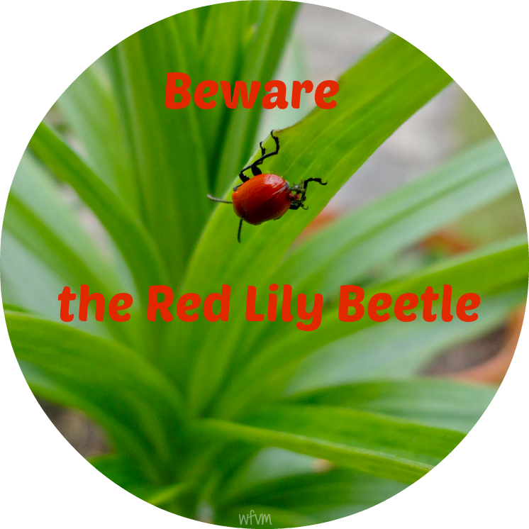 Red Or Scarlet Lily Beetle - Ladybug (746x746)