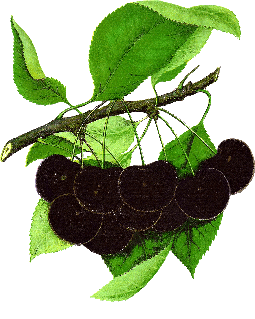Fruit Clip Art - Great Purple Hairstreak (1164x1431)