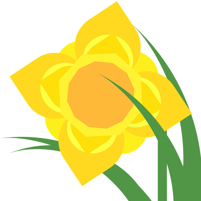 Top Narcissus Wallpaper By Takisha Falls - Daffodil (1280x1280)