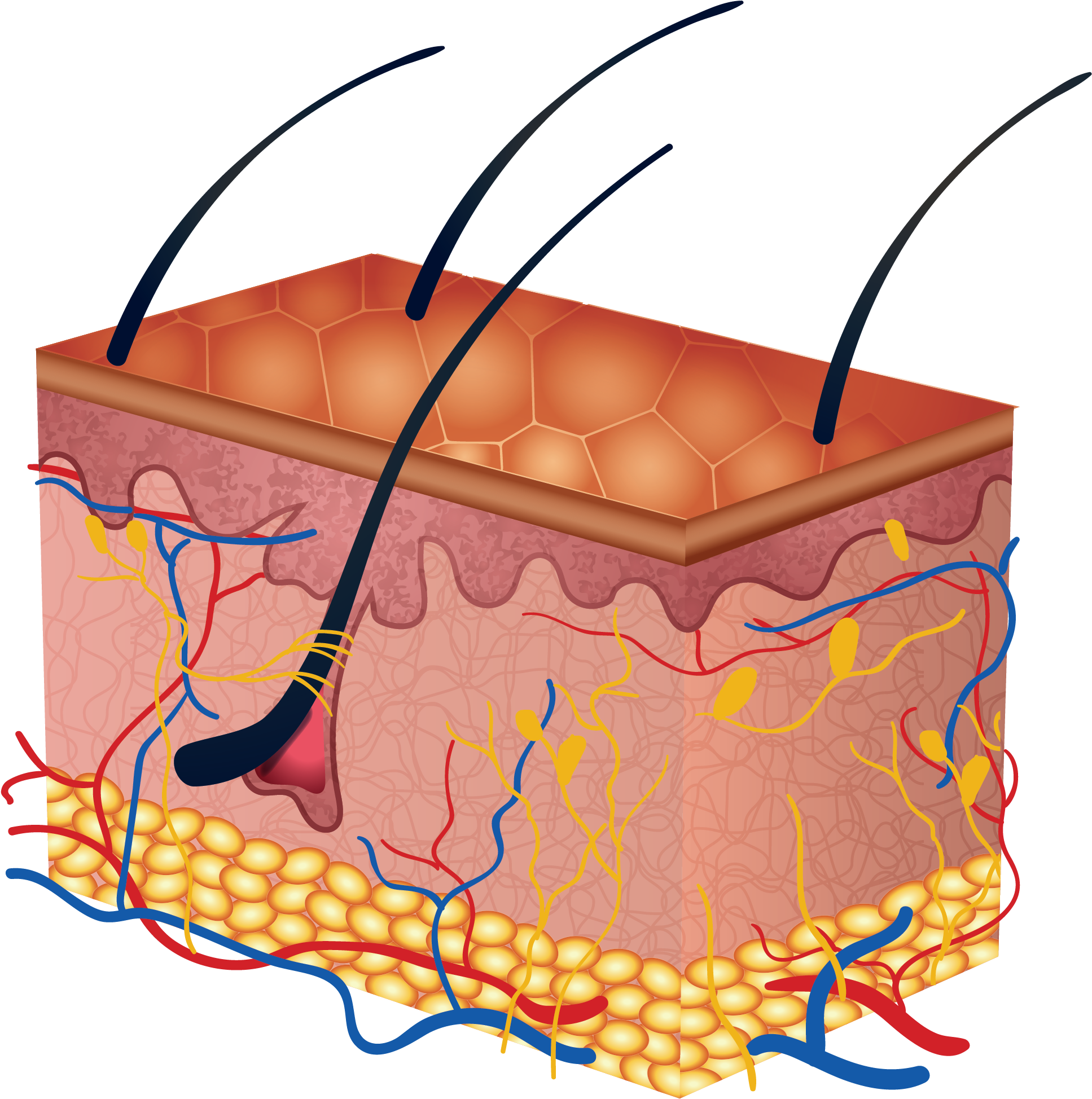 Now Think About What Could Be Absorbing Into Your Body - Human Skin (2480x2480)