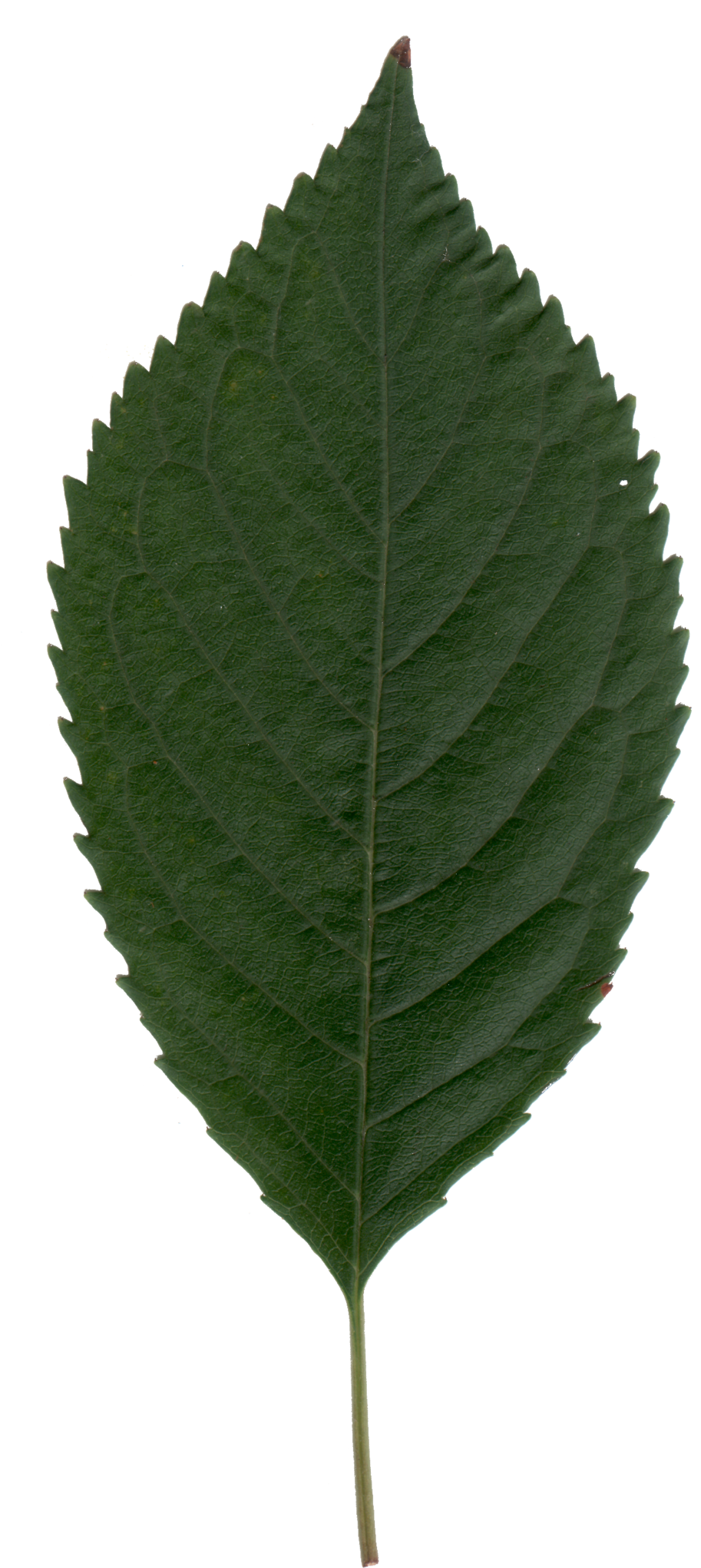 Cherry Leaf By Brianhanson2nd Cherry Leaf By Brianhanson2nd - Canoe Birch (1024x2114)