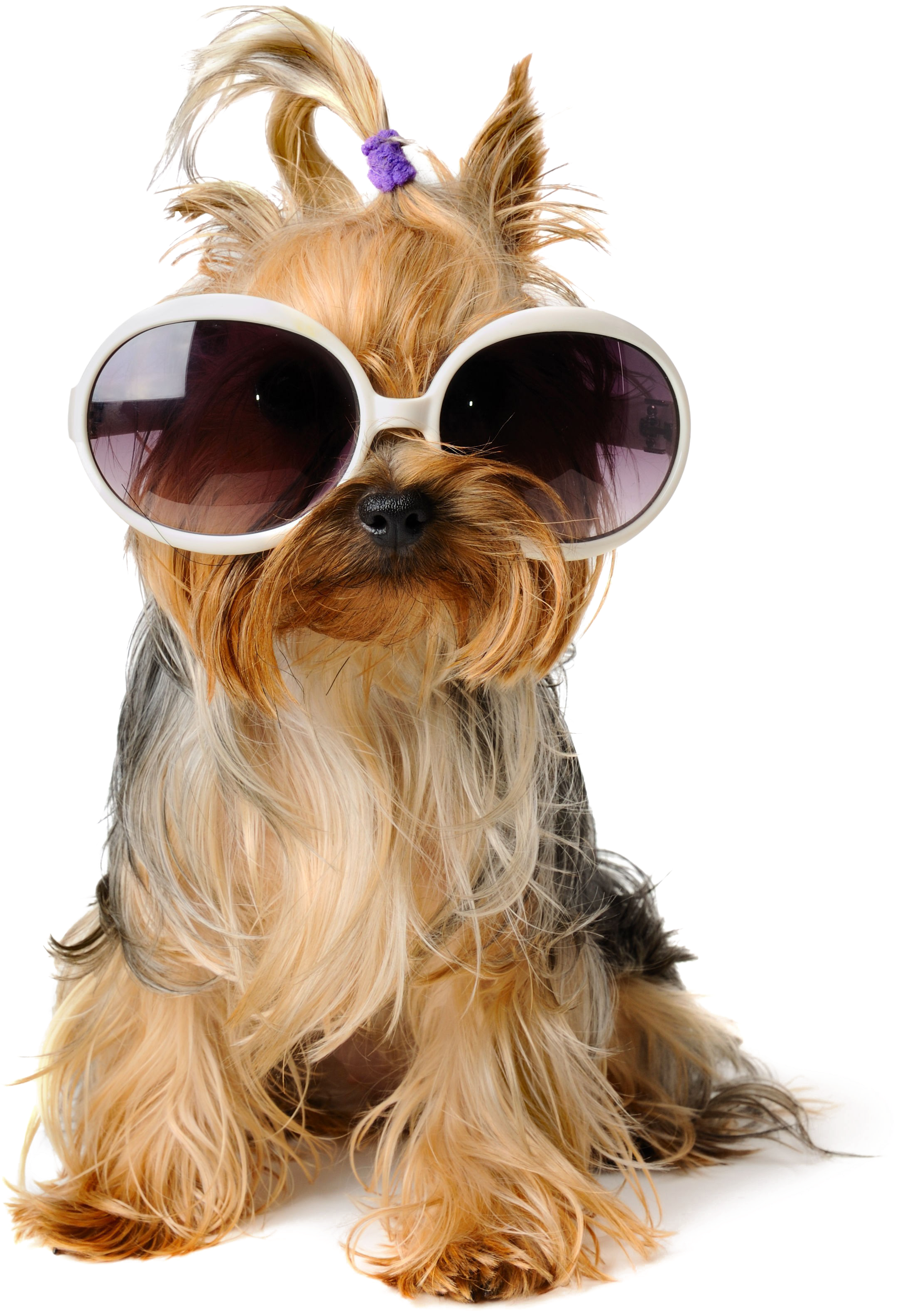 Dog Birthday Puppy Pet Sitting Greeting Card - Dog Birthday Puppy Pet Sitting Greeting Card (2616x3488)