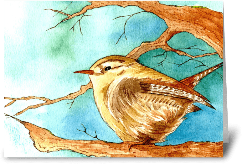 Fluffy Wren Greeting Card - Carolina Wren (848x698)