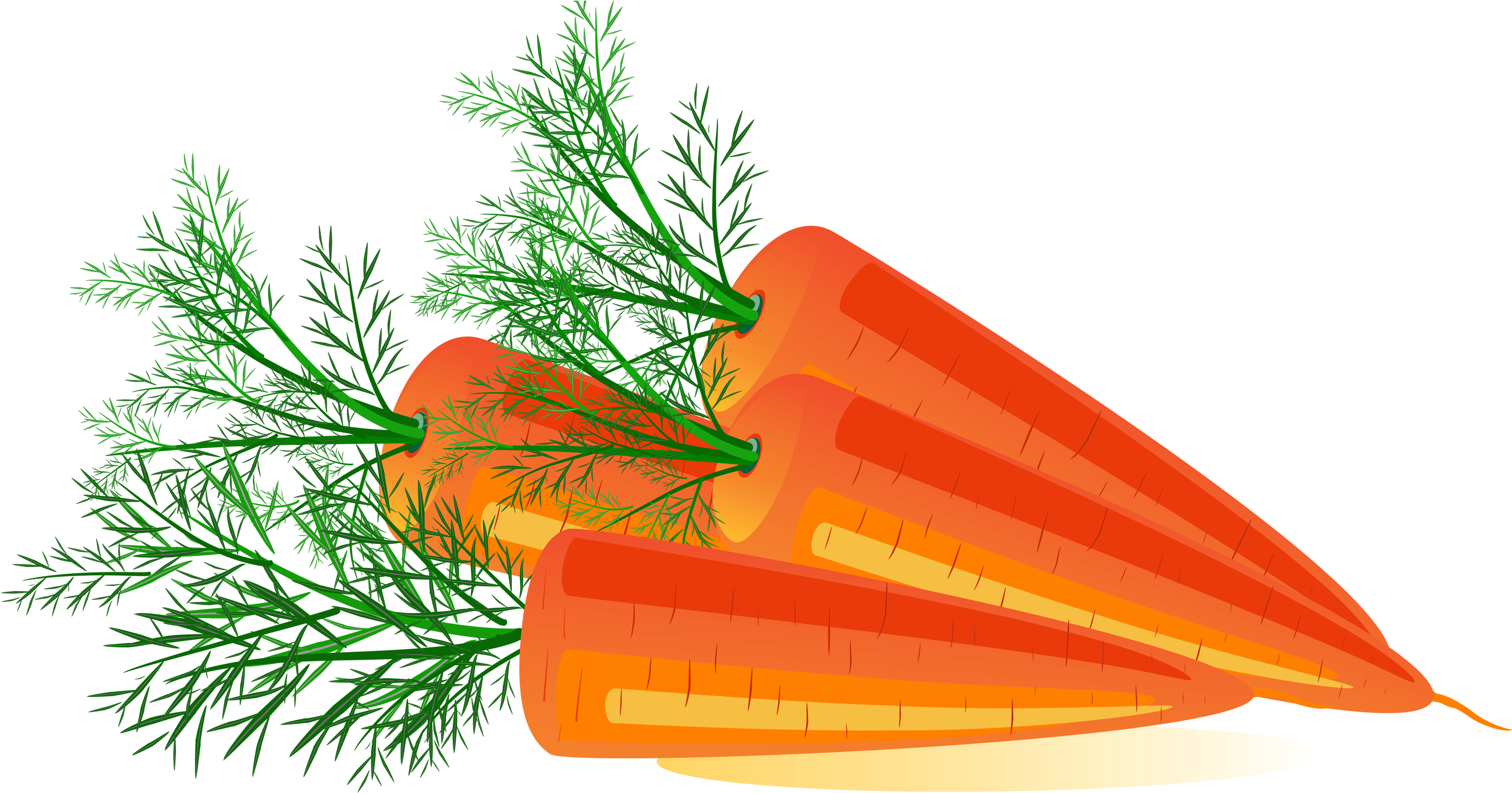 Carrot Png Image - Carrot (3000x1609)