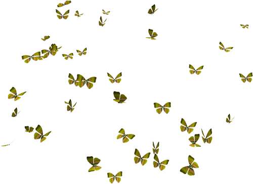 Butterflies2 - Butterfly Graphic Png (500x364)