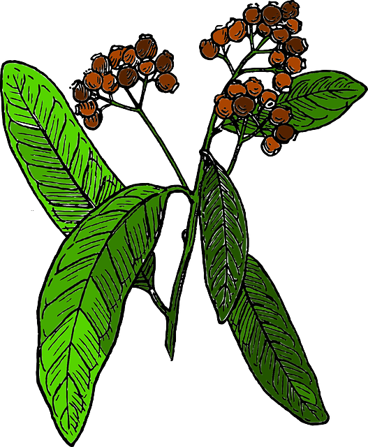 Spice, Tree, Biology, Botany, Branch, Nature - Allspice Clipart (527x640)