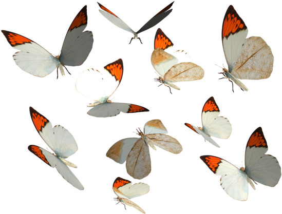 Great Orange Tip Butterfly Png By Madetobeunique - Butterfly (600x420)