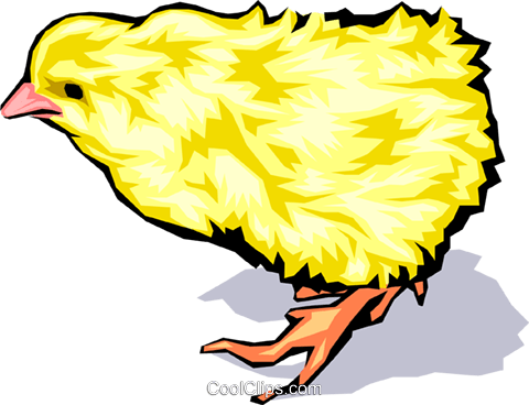 Baby Chicken Royalty Free Vector Clip Art Illustration - Baby Chicken Royalty Free Vector Clip Art Illustration (480x368)