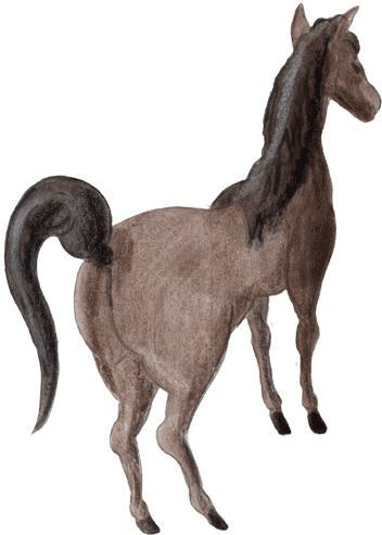 Pferd - Clip Art (367x500)