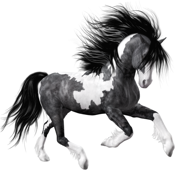White Black Horse Png Clipart Picture - Black And White Horse Png (600x600)