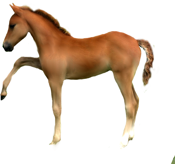 Precut Horse By Jayjaybitezyew - Horse (900x675)