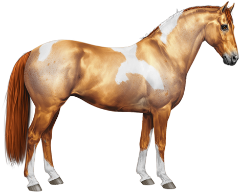 Rnt Roan Tobiano - Equiverse Mustang (600x450)