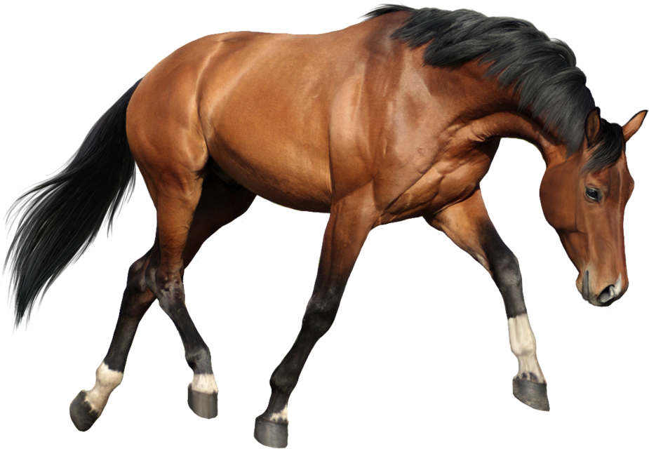 Mustang Wild Horse Pony Icon - Imagens De Cavalos Png (1053x758)