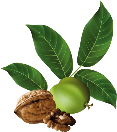 Free Png Walnut Png Images Transparent - Nuts Vector (480x527)