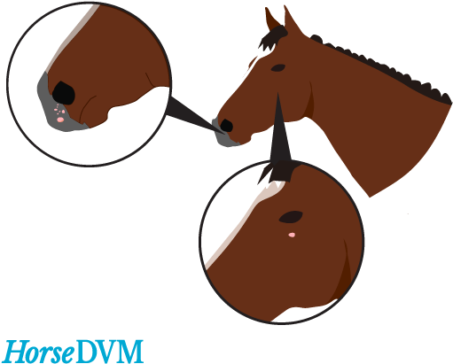 They - Papilloma Virus In Horses (560x474)