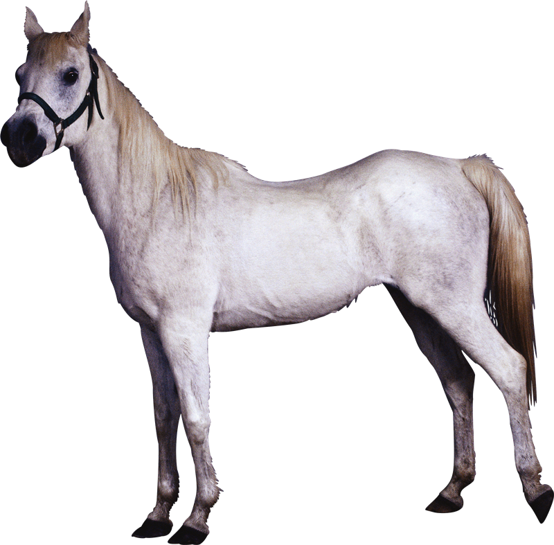 Imágenes Para Photoscape, Photoshop Y Gimp De Animales - Koń Png (800x787)