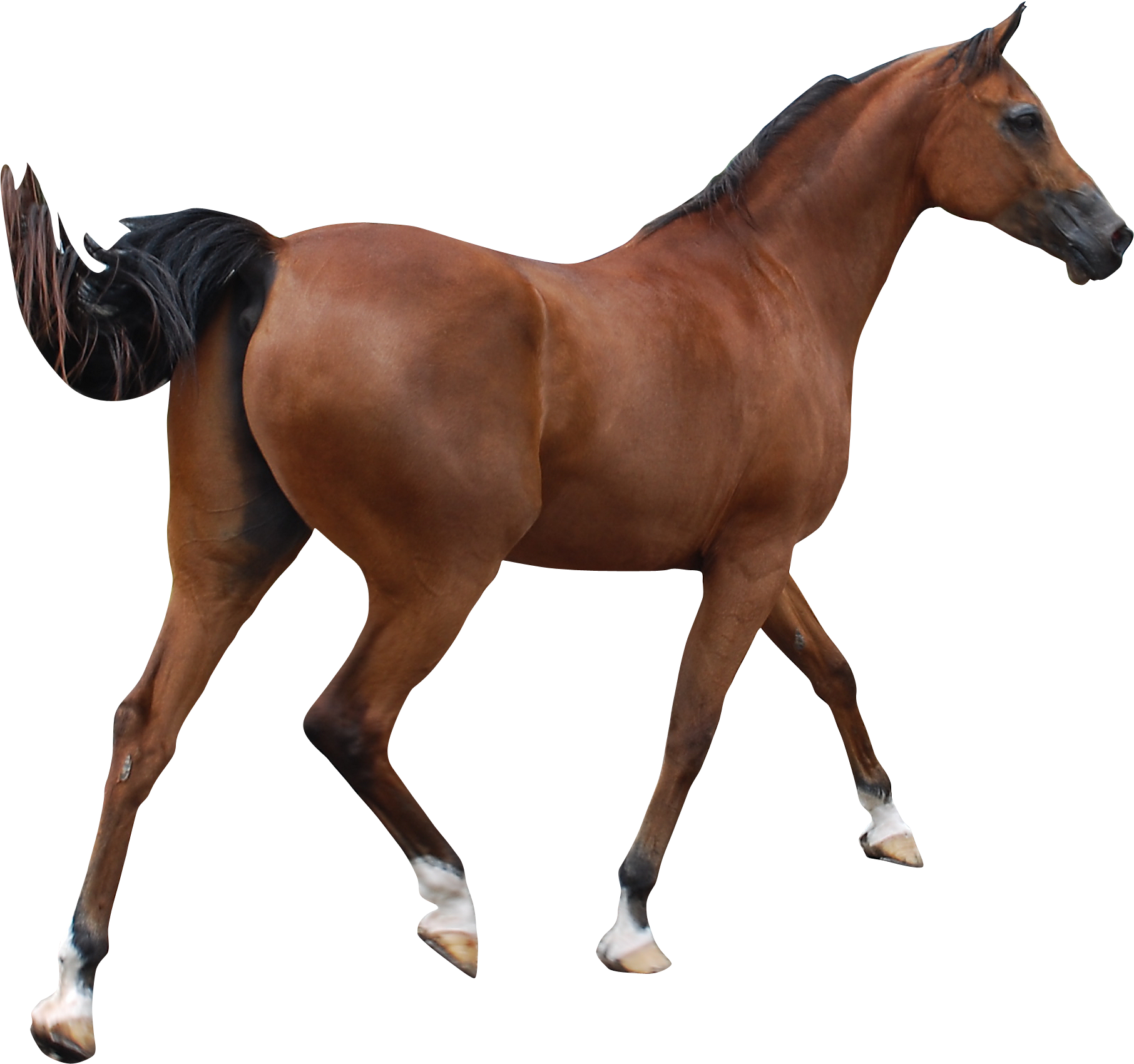Caballo Árabe Andaluz Caballo Clydesdale Caballo Clip - Caballo Png (2000x1934)