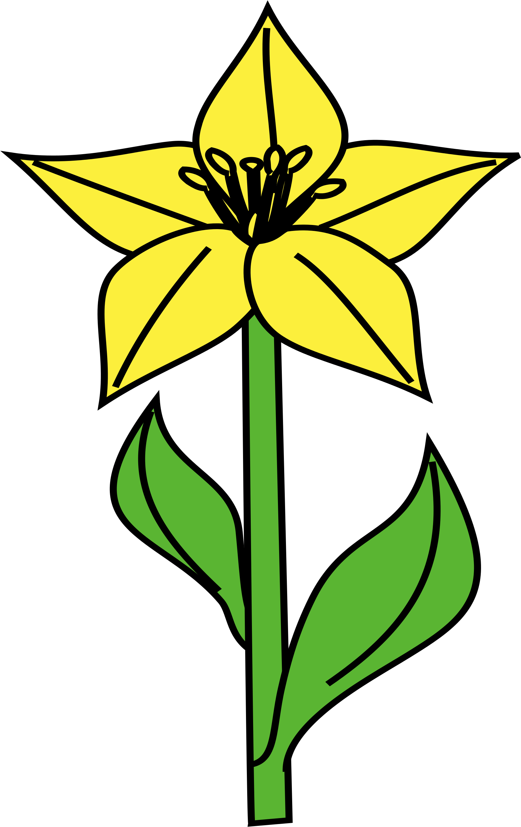 Open - Tulipa Humilis (2000x2996)