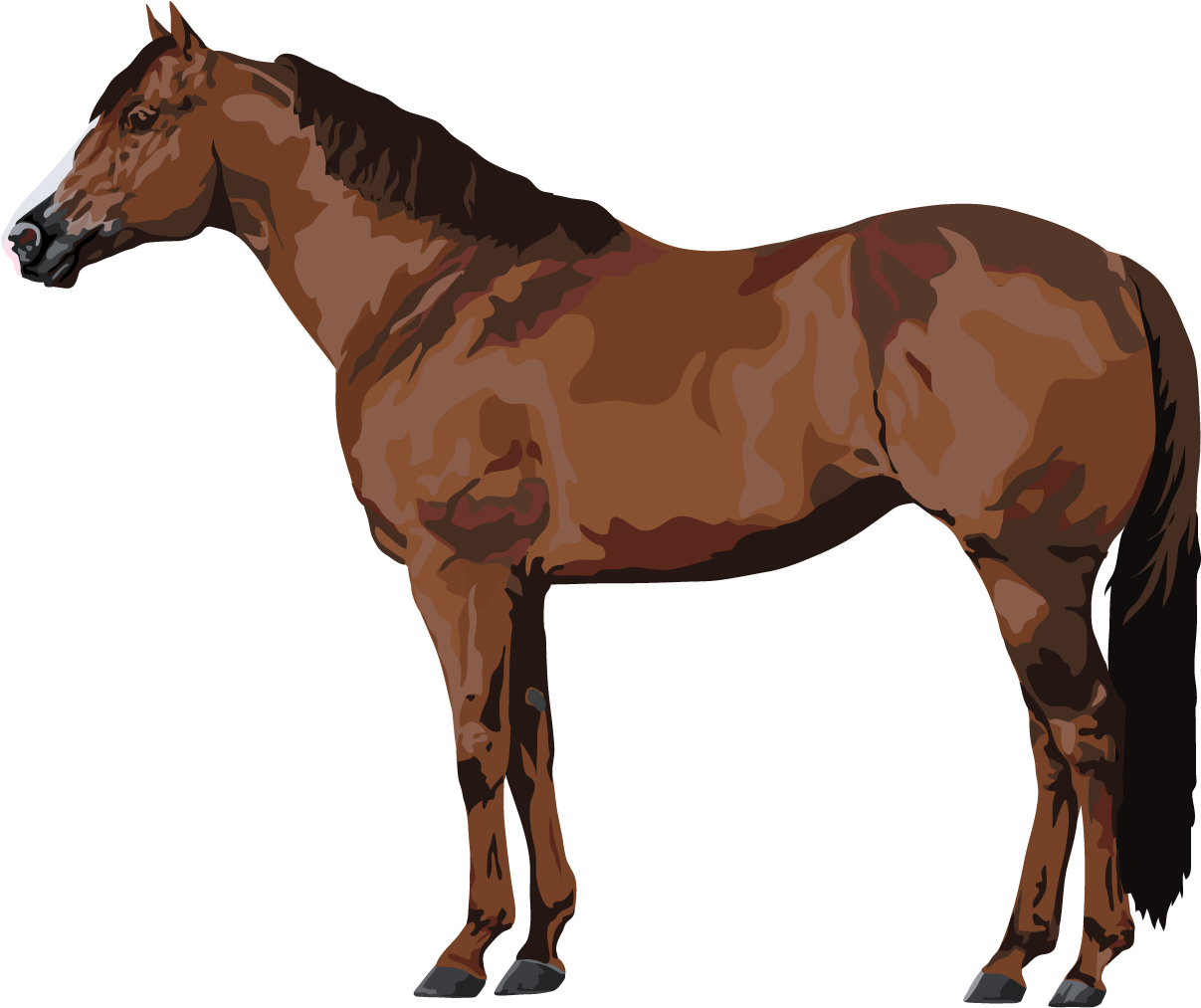 Arabian Horse White Background (1800x1400)