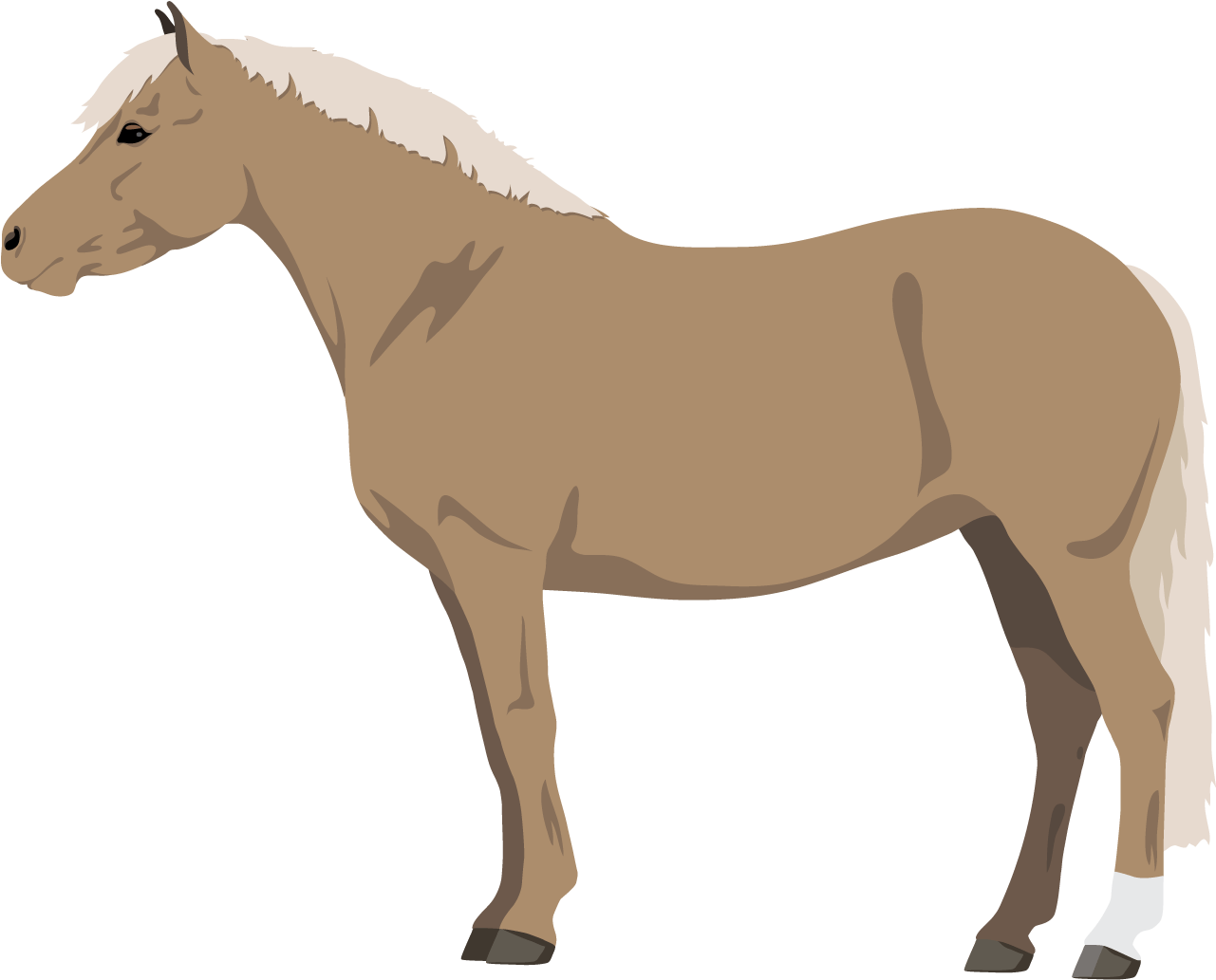 Horse & Pony Coat Colors - Horse (1800x1400)