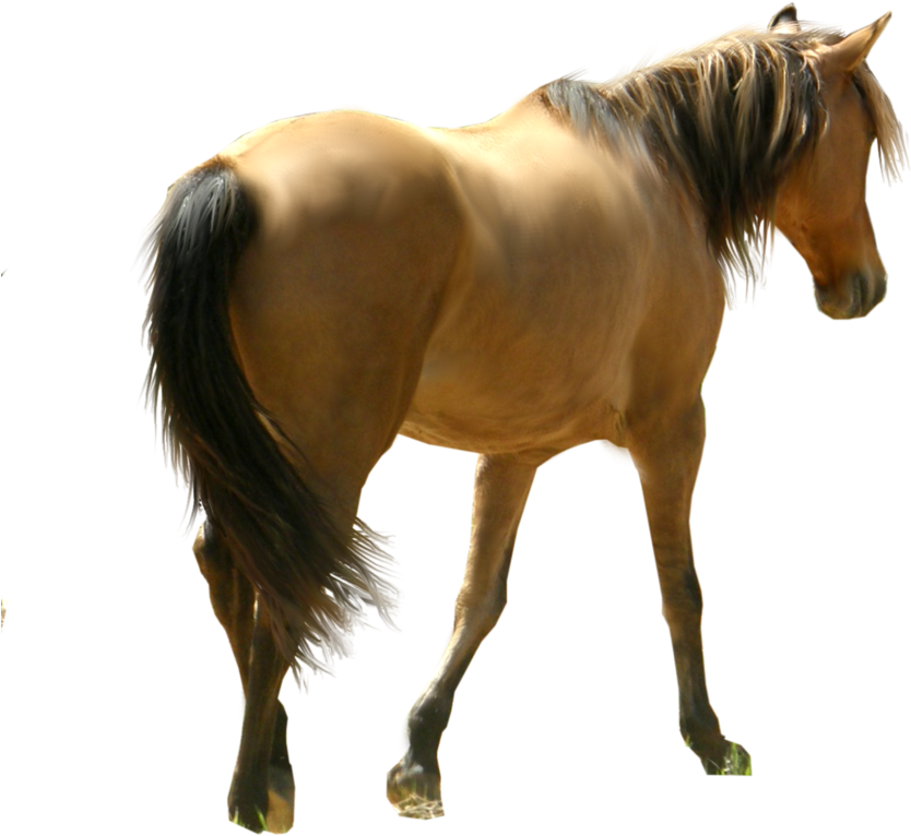 Horse Png (900x887)