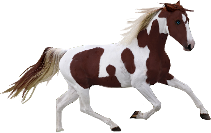 Pinto Horse Precut By Tennesseehorses - Pinto Horse Png (800x531)