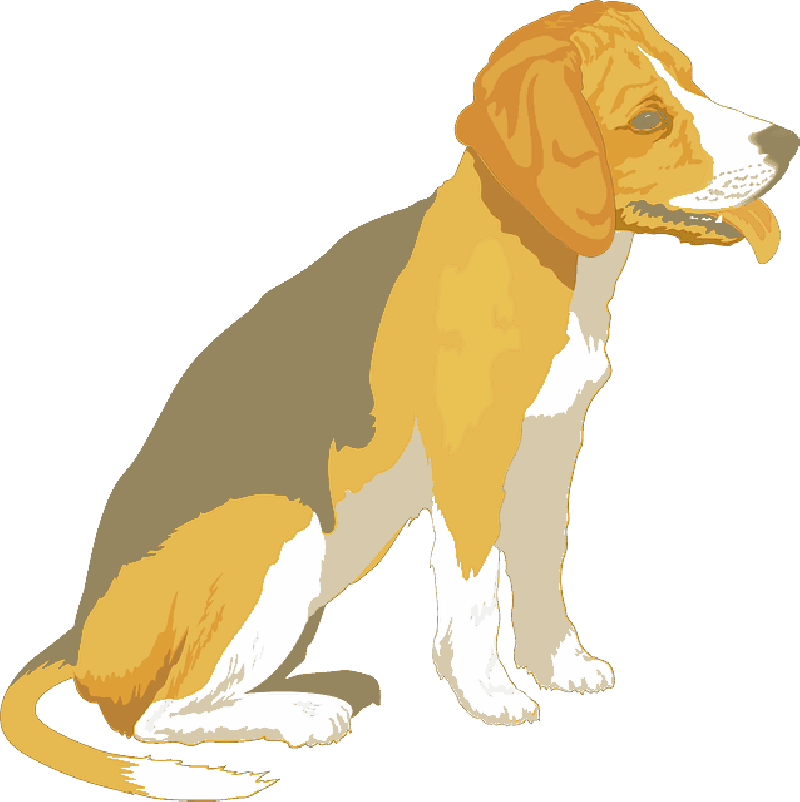 Black, Yellow, Dog, Beagle, Pet, Animal, Mammal, Fur - Cafepress Beagle Iphone 7 Plus Tough Case (800x802)