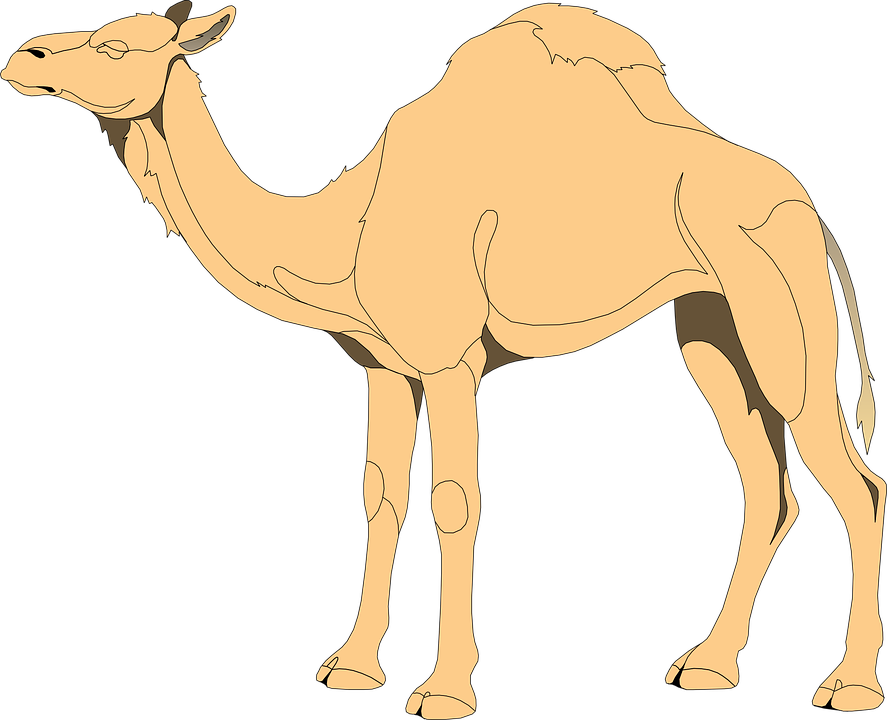 Mammal Clipart Desert Animal - Camel Clipart Png (887x720)