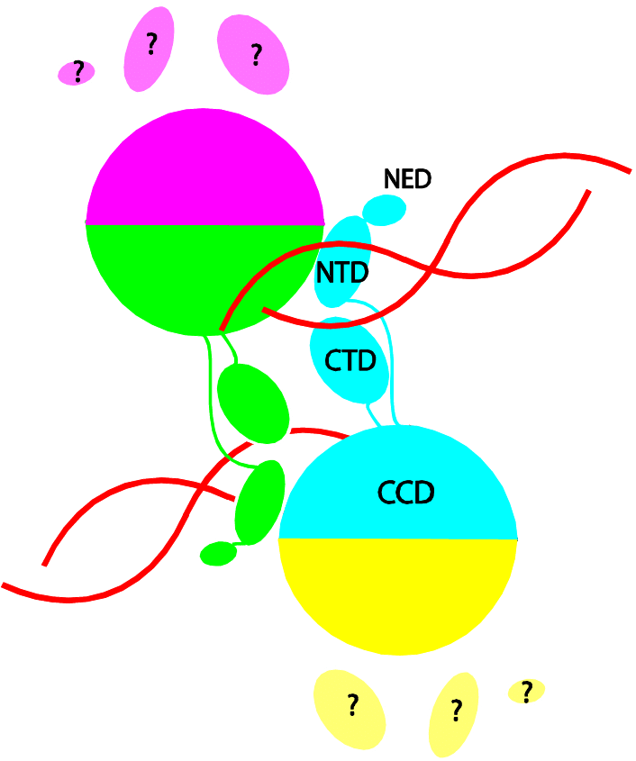 Schematic Depiction Of The Arrangement Of Integrase - Circle (706x845)