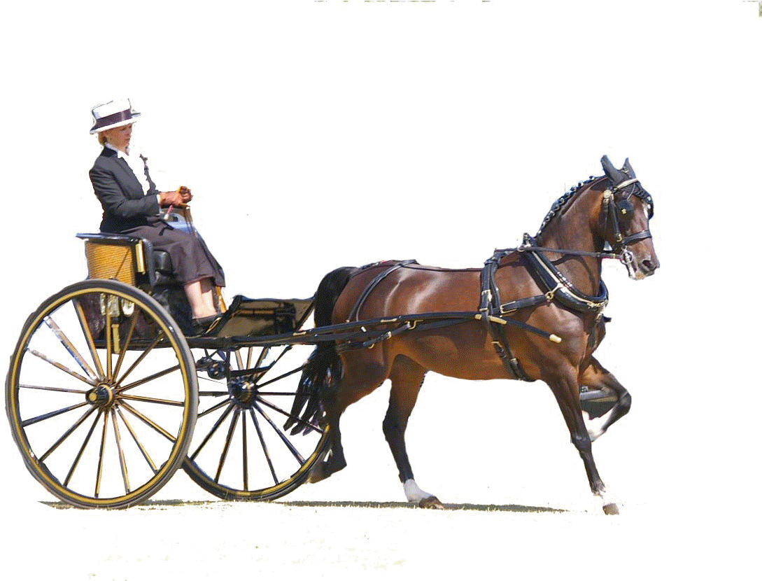 By Kind Permission Of Broughton Town Council - Horse Carrige Gif Transparent (1200x829)