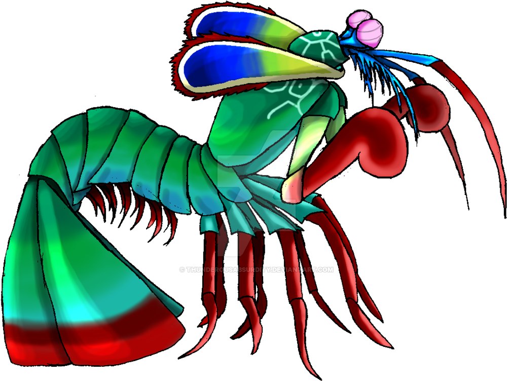 Peacock Mantis Shrimp By Thunderousabsurdity - Peacock Mantis Shrimp Drawing (1024x761)