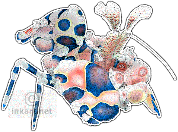 Harlequin Shrimp Decal - Shrimp (590x438)