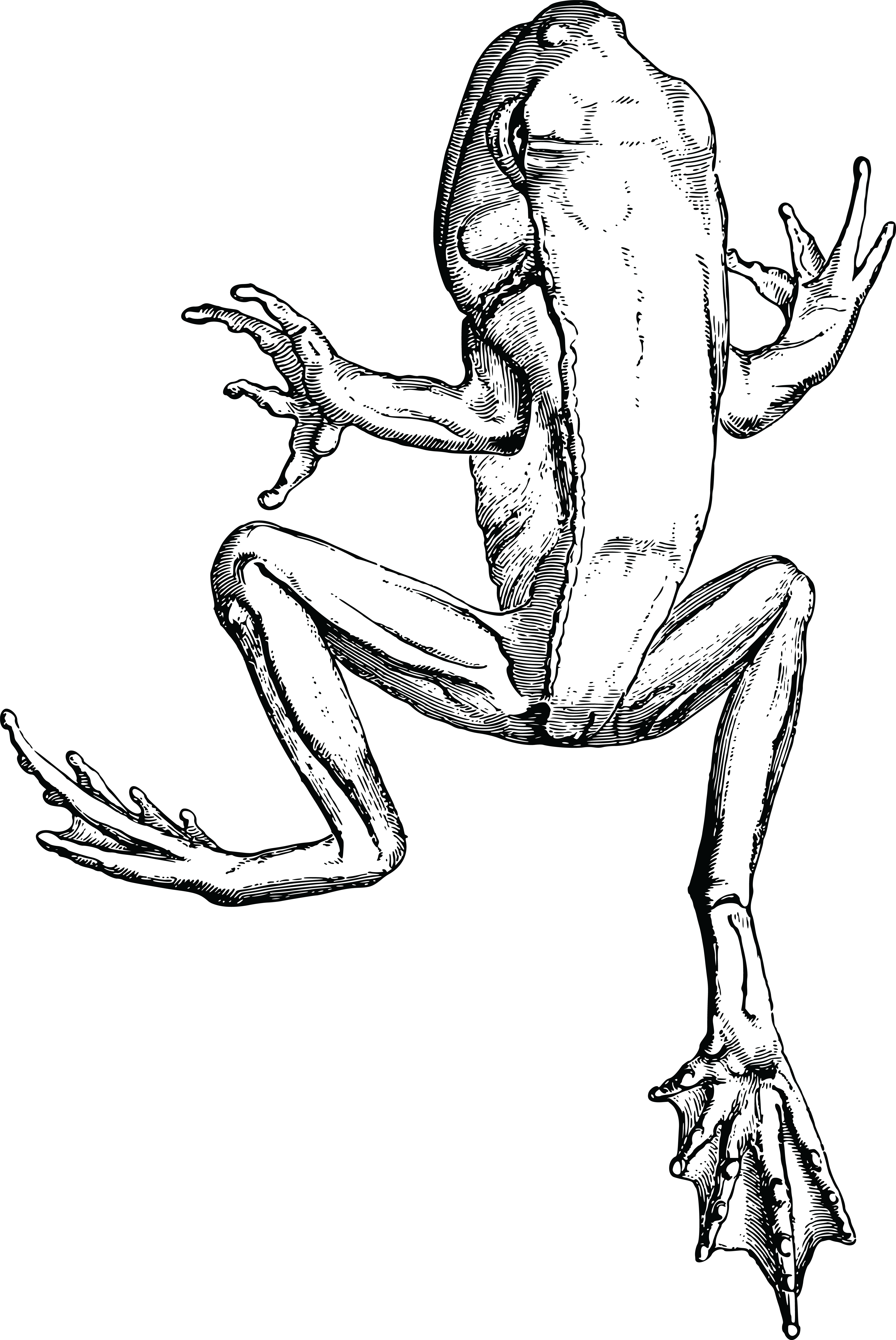 Free Clipart Of A Frog In Black And White - Frog (4000x5983)