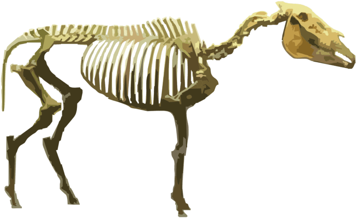 Hagerman Horse Exhibits - Hagerman Horse Fossil Idaho (750x458)