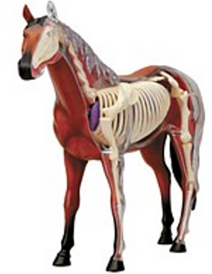 X-ray Horse Anatomy Model - X Ray Of Horse (600x600)
