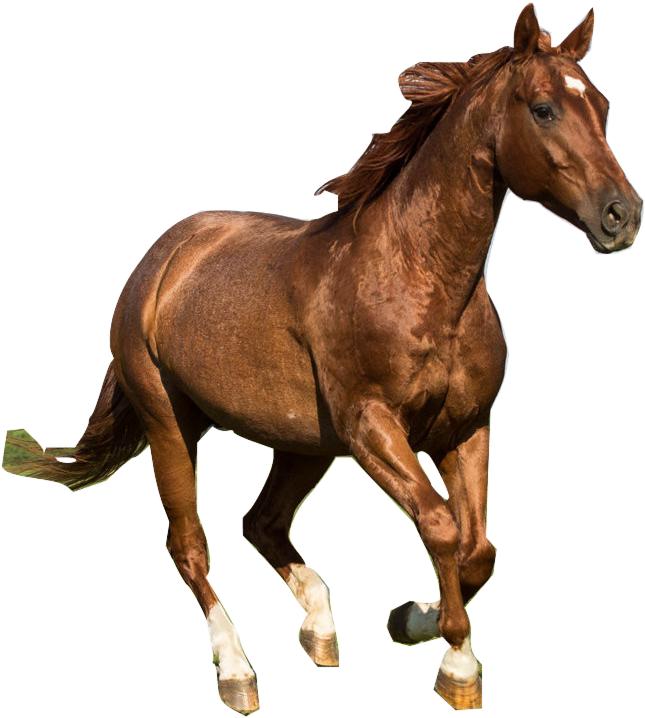 Running Horses Art For Kids - Quarter Horse Png (707x778)