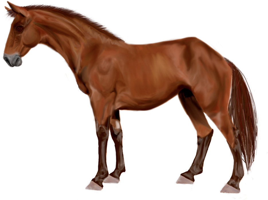 Bay Australian Stock Horse By Nikky332 - Breyer Bandera (1024x768)