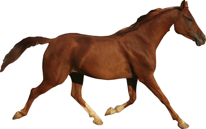 Trotting Horse Wall Decal Cutout - Breyer Chestnut Quarter Horse (707x442)